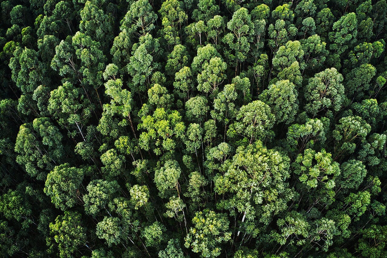 image d'une forêt